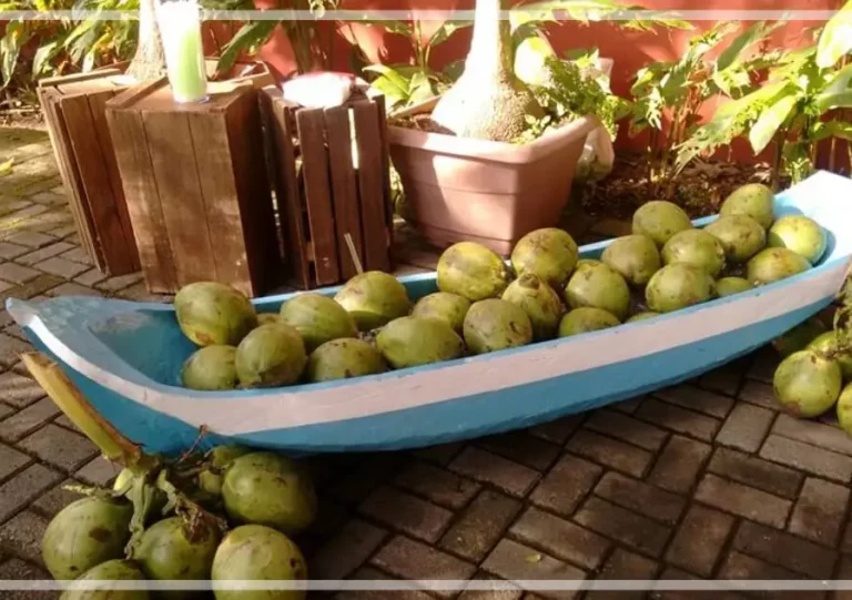 canoa de coco eventos litoral norte sao sebastiao caraguatatuba 1 768x541
